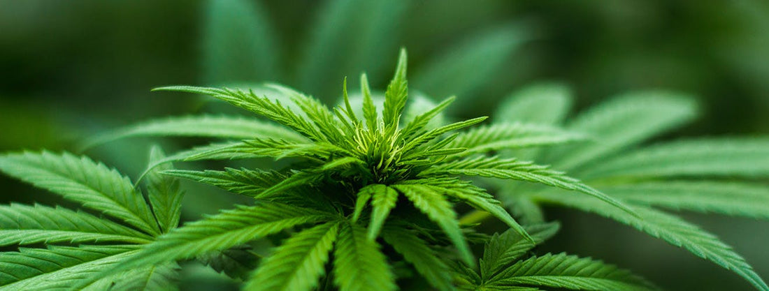 best weed for sleep