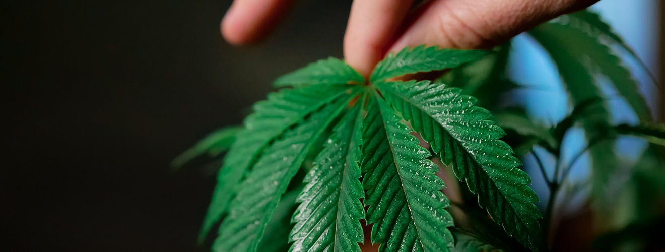 does indica make you sleepy or tired?
