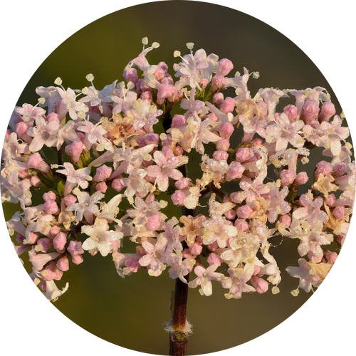 Close-up of pink and white flowers with a dark circular background