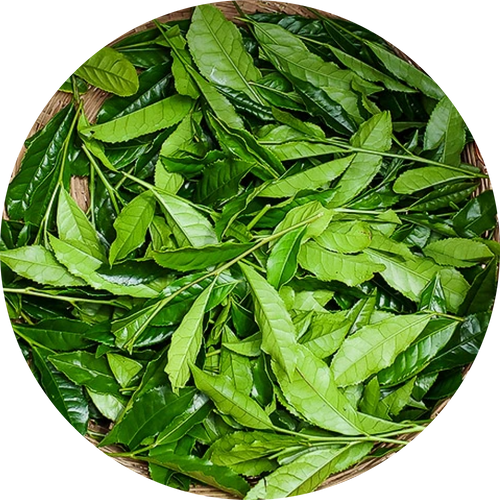 Close-up of green leaves in a woven basket