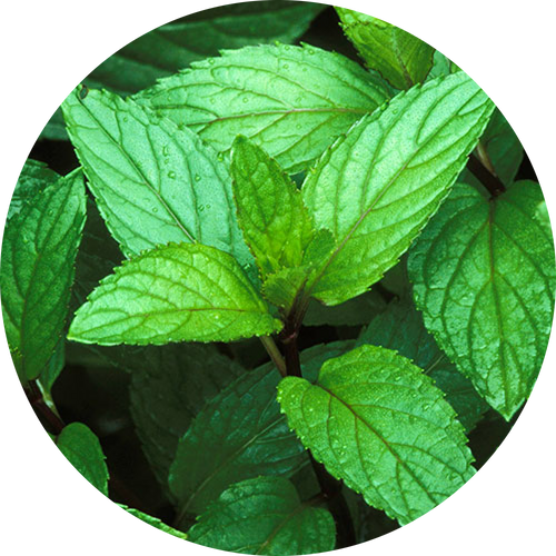 Close-up of green leaves with water droplets on a white background